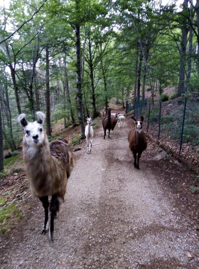 Agriturismo Athabaska San Lorenzo Dorsino Luaran gambar